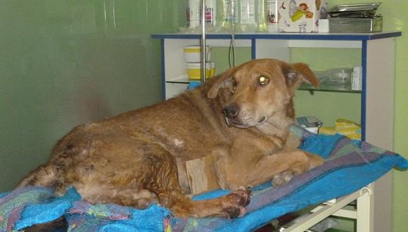Carmen Alto: rescatan a “El Amigo”, perro que fue atropellado y nadie logró auxiliarlo