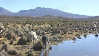 En este distrito de Tacna mueren cinco camélidos sudamericanos cada día