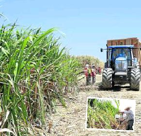 La Libertad, tercera en producción de caña