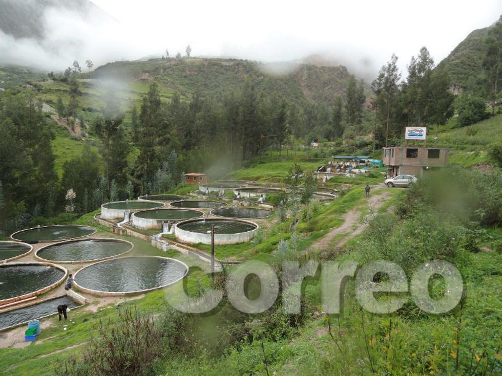 Chalhuas produce 180 toneladas de trucha  (FOTOS)