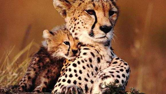 Mira estas tiernas fotos virales de una madre leopardo y su bebé