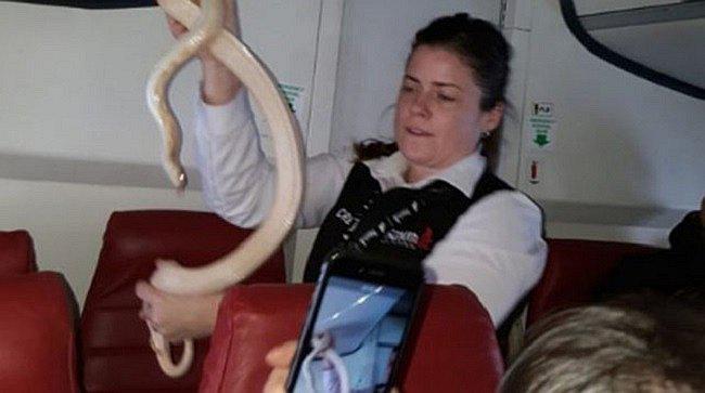​¡Qué susto! Pasajero lleva víbora en su bolso y se le escapa en pleno vuelo
