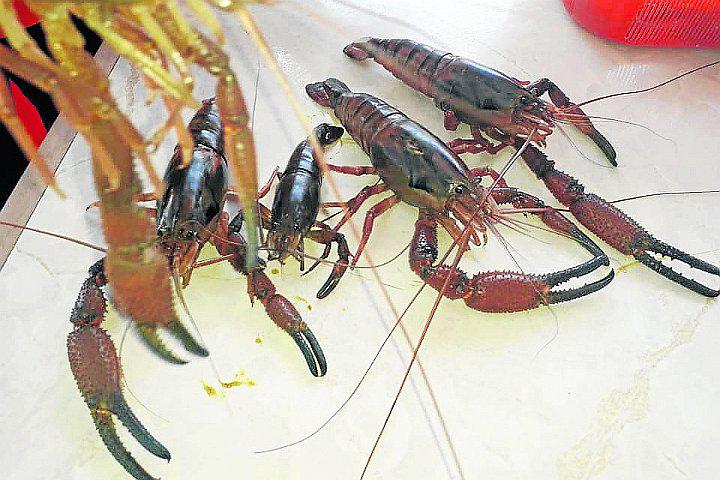 Pescadores realizan campaña para salvar al camarón de río