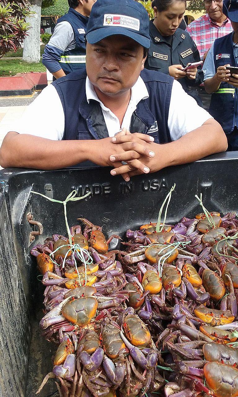Tumbes: Incautan cangrejo comercializado en pleno periodo de veda
