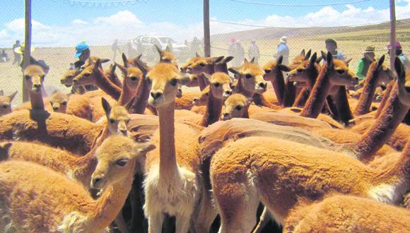 Chincha: Tradicional Chaccu de vicuñas se realizó en el distrito de Chavín
