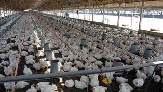 Gripe aviar en Perú: declaran emergencia sanitaria por 90 días en todo el país ¿cuáles son las medidas?