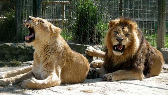 Nairobi: Dos leonas se escapan del zoo y merodean por barrios poblados