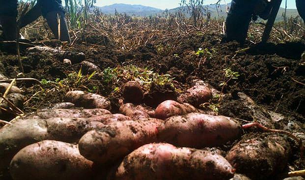 Puno:  Realizan primera cosecha de papa ccompis e imilla negra