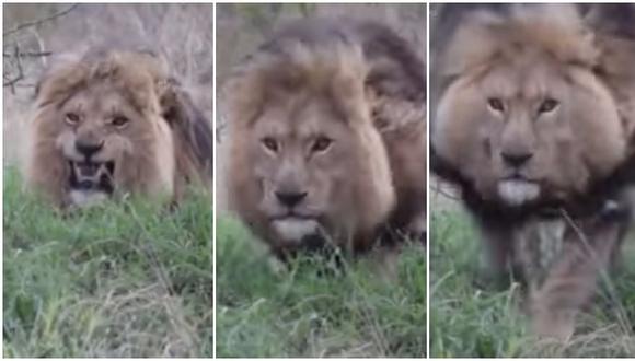 YouTube: quiso grabar a león que comía y se llevó el susto de su vida (VIDEO)