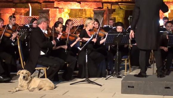 YouTube: ​Perro se roba el show en concierto de música clásica (VIDEO)