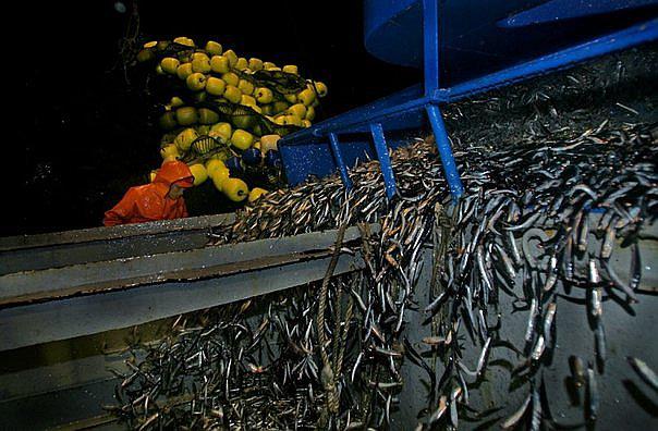 ​SNI: Pesca para consumo humano requiere acuerdo