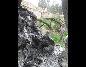Queman molle de Santuario Wari Willka