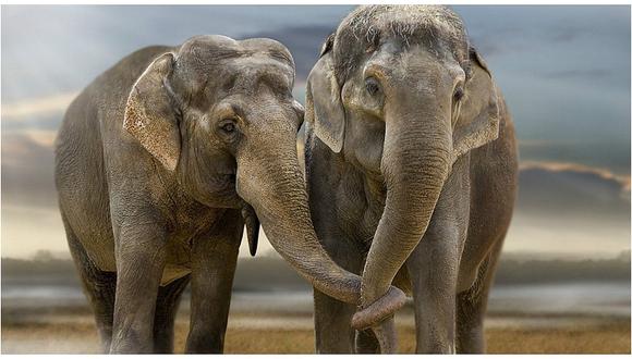 Facebook: mira la desgarradora imagen de una pareja de elefantes despidiéndose para siempre (FOTO)