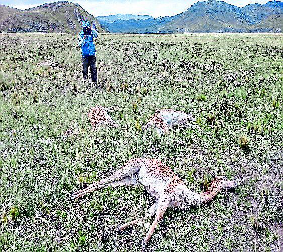 Rayo mata vicuñas en comunidad campesina Ttio-Chupa del distrito de Santa Lucía
