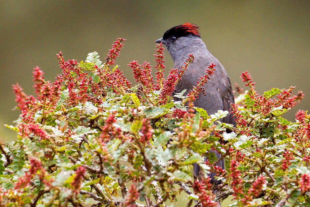 Carpish conserva 24 especies endémicas de aves y 33 mamíferos
