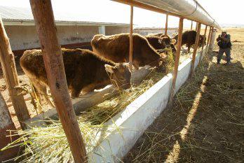 Cusco: Construyen cobertizos para proteger ganado del frío