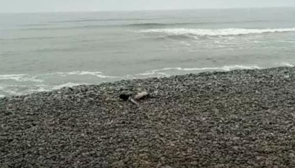 La gripe aviar ha afectado en su mayoría, a pelícanos del litoral peruano, que ahora también aparecen muertos en playas de la Costa Verde. (Captura: RPP)