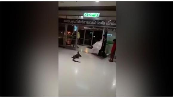 YouTube: Clientes se llenan de valor y sacan a lagarto gigante de centro comercial (Video Impactante)