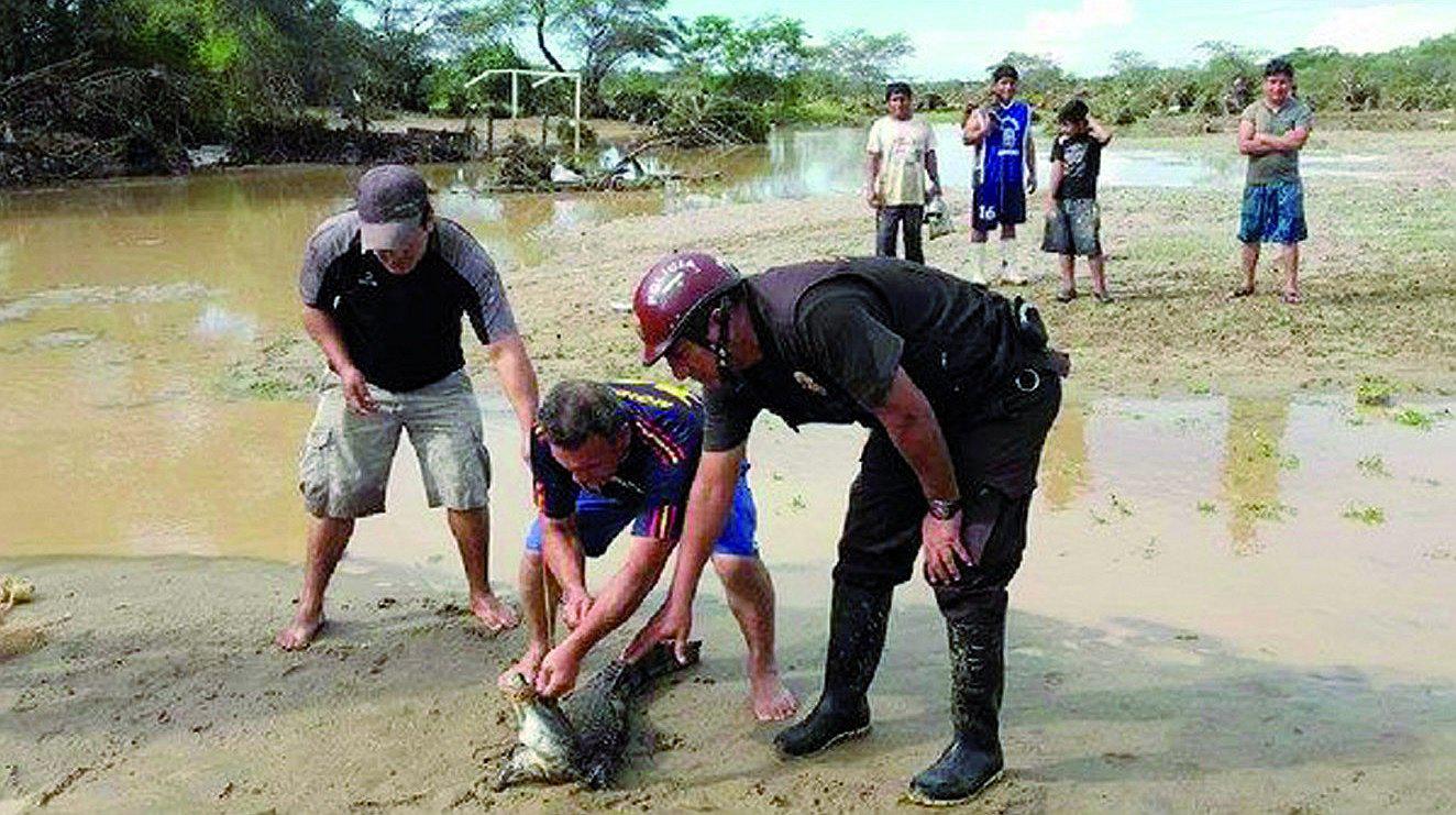 Lambayeque: Caimanes de Las Pirkas siguen libres