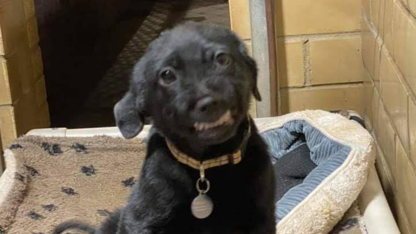 Perrito se hace viral por mostrar los dientes cuando esperaba que lo adoptaran (VIDEO)