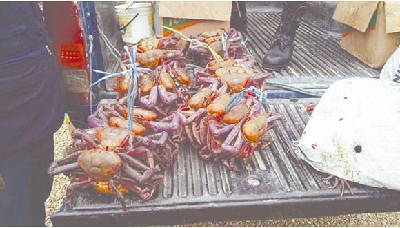 Incautan 228 unidades de cangrejo rojo de manglar en mercado de Tumbes 