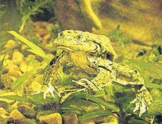 Puno: ​Alternativas para salvar la rana gigante del Titicaca