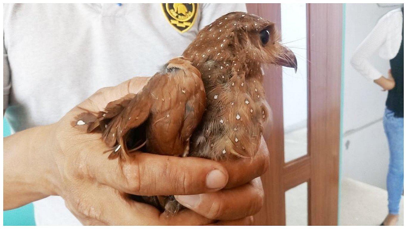 Encuentran y ponen a salvo a 'ave de las cavernas', especie única en su género