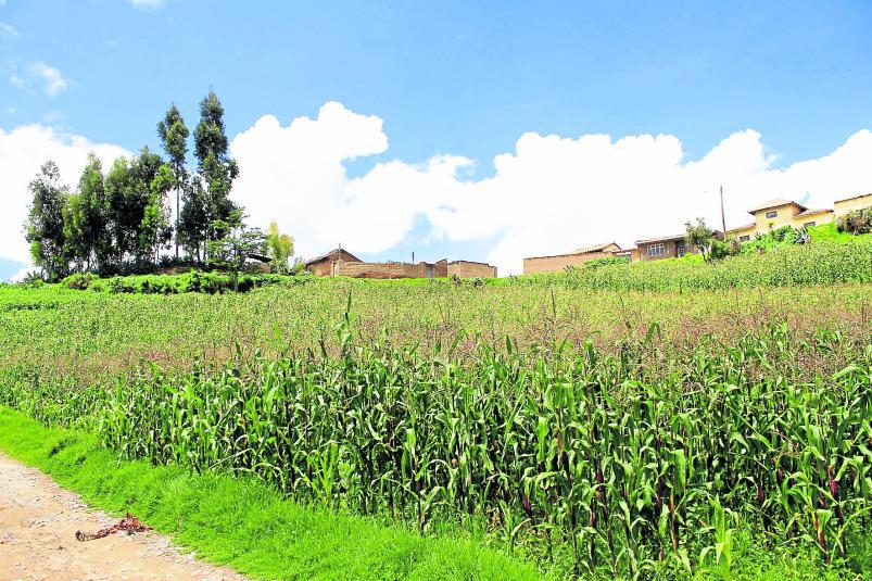 Se incrementa la producción de maíz en Junín a 20 mil hectáreas