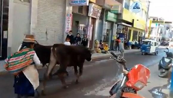 Ingreso de vacas al centro de Juliaca causa temor en transeuntes  (VIDEO)