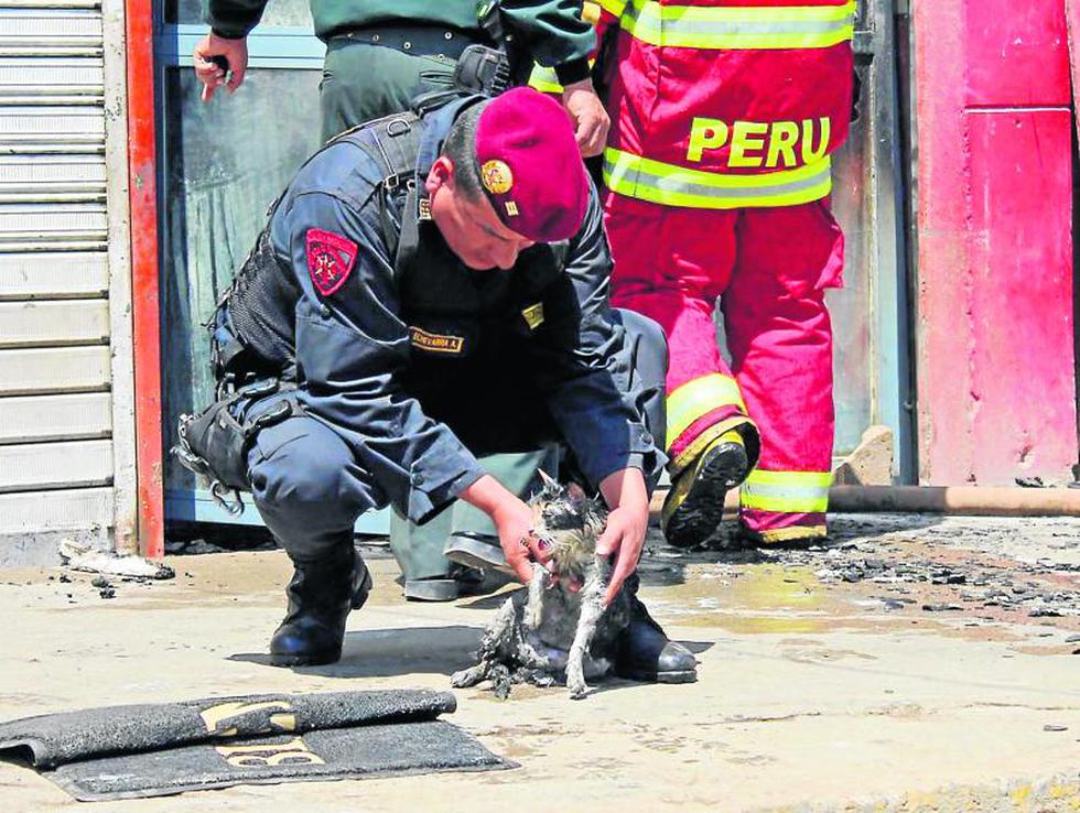 Fuego consume negocio de S/.20 mil y una gata se salva (FOTOS)