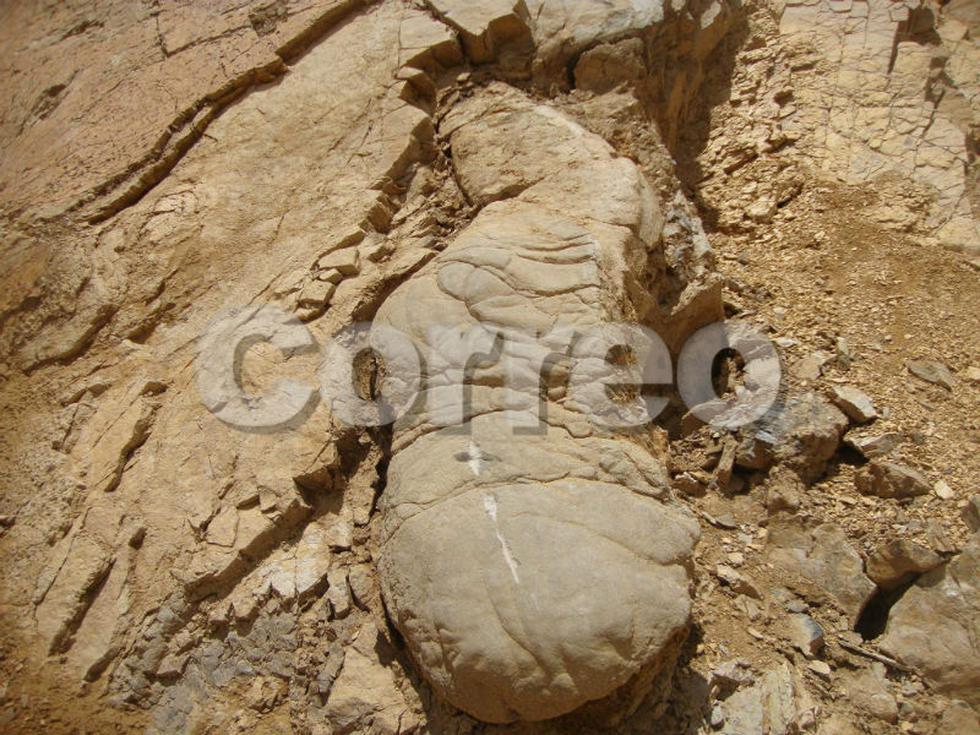 En cerro de Huachac hallan fósiles prehistóricos (VIDEO)