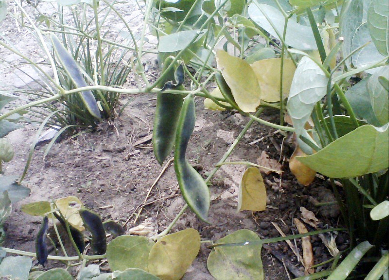 Rescatan legendario Pallar Pinto Mochero (FOTO) 