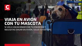 ¿Cómo viajar con tu perro o gato en el avión?