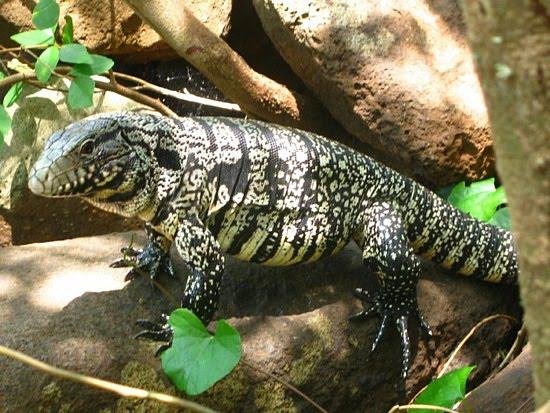 Alarma por proliferación del lagarto tegus: Amenaza hábitat de Florida