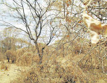 Peligro de sequía en el norte del Perú