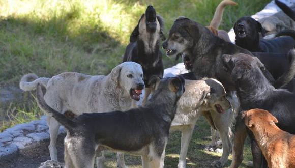 Arequipa: 320 personas fueron mordidas por perros