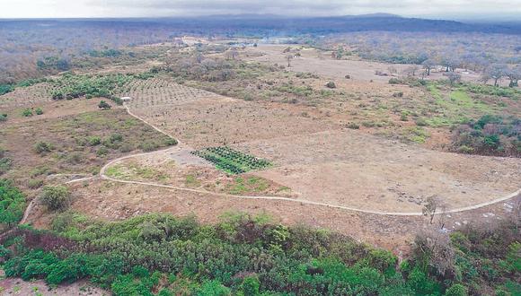 Alerta por depredación de bosques secos en Tumbes