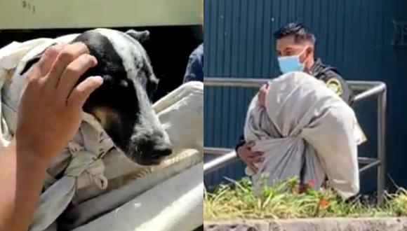 La perrita Mía fue rescatada por un policía que ingresó a la vivienda de San Isidro tras denuncias de vecinos. (Fotos: Esperanza Callejera/Facebook)