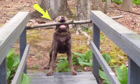 YouTube: Perro resuelve problema de quedarse atascado en puente (VIDEO)