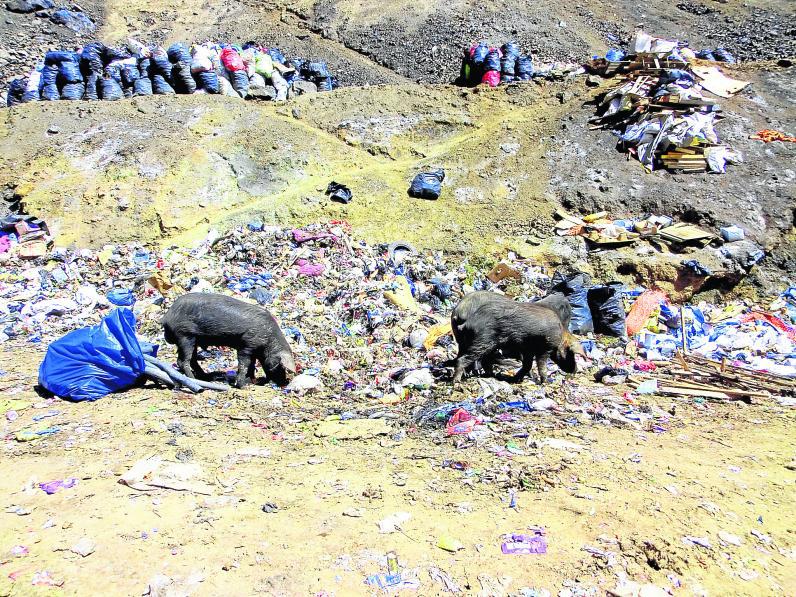 Cerdos vuelven a los basurales para comer