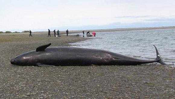 Chile: Veinte orcas negras mueren en una playa 