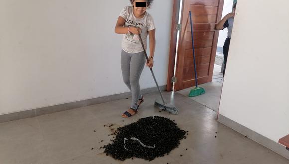 Escarabajos llegan volando y caen de improviso por las ventanas de las viviendas.