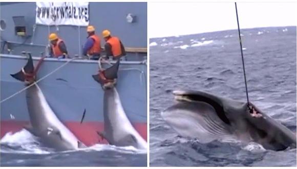 Difunden video sobre brutal caza de ballenas por barcos japoneses (VIDEO)