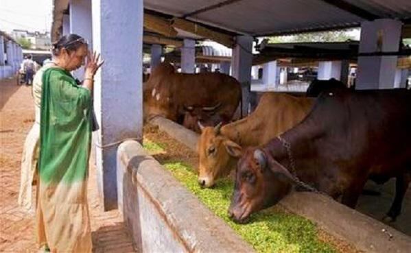 Los refugios para vacas proliferan en India