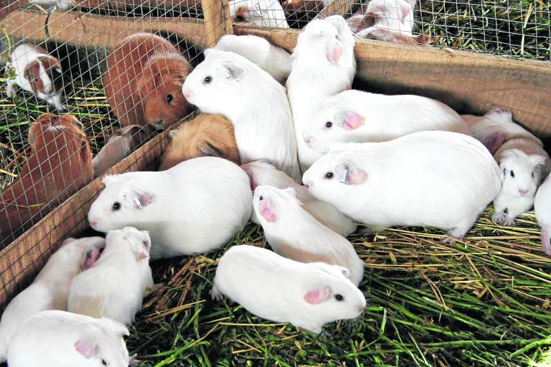 Crían cuyes de raza mejorada para producción comercial 