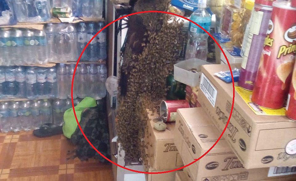 Enjambre de abejas causa pánico en el centro Comercial 28 de Julio