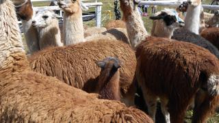 Urge concretar la planta procesadora de fibra de alpaca de Huancavelica