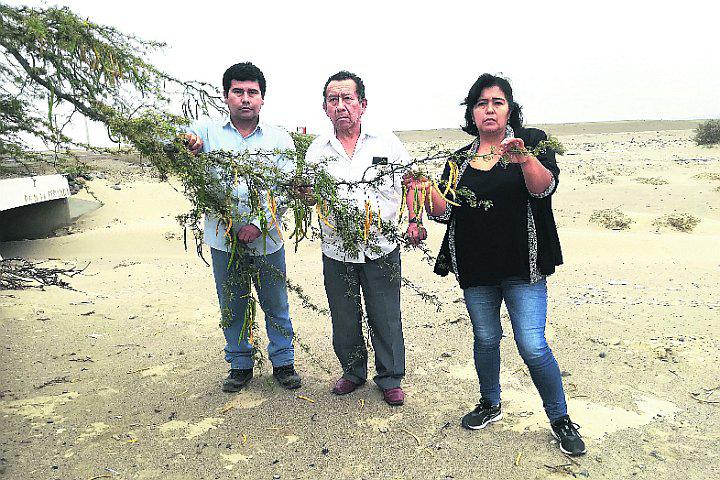 Iqueños buscan sembrar un millón de huarangos