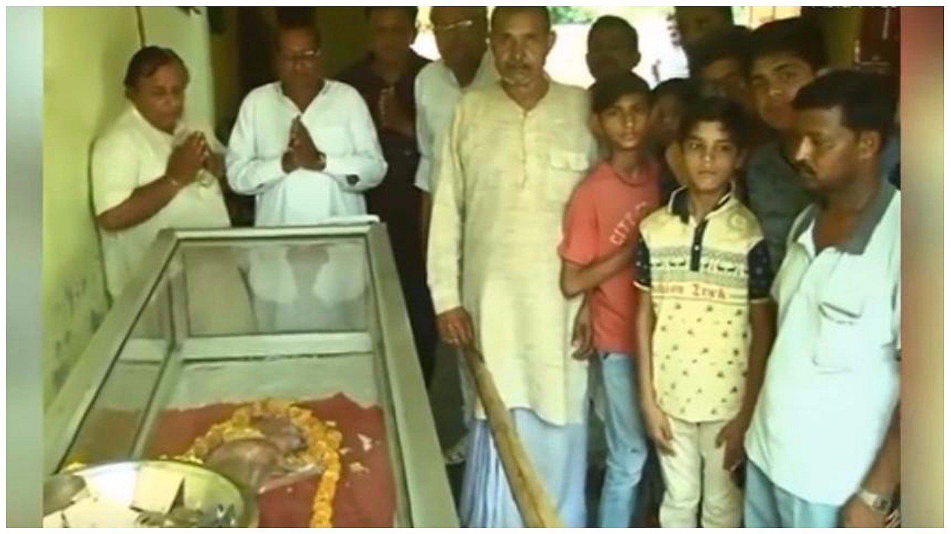 YouTube: Conmoción por becerro con cabeza humana en la India [VIDEO]