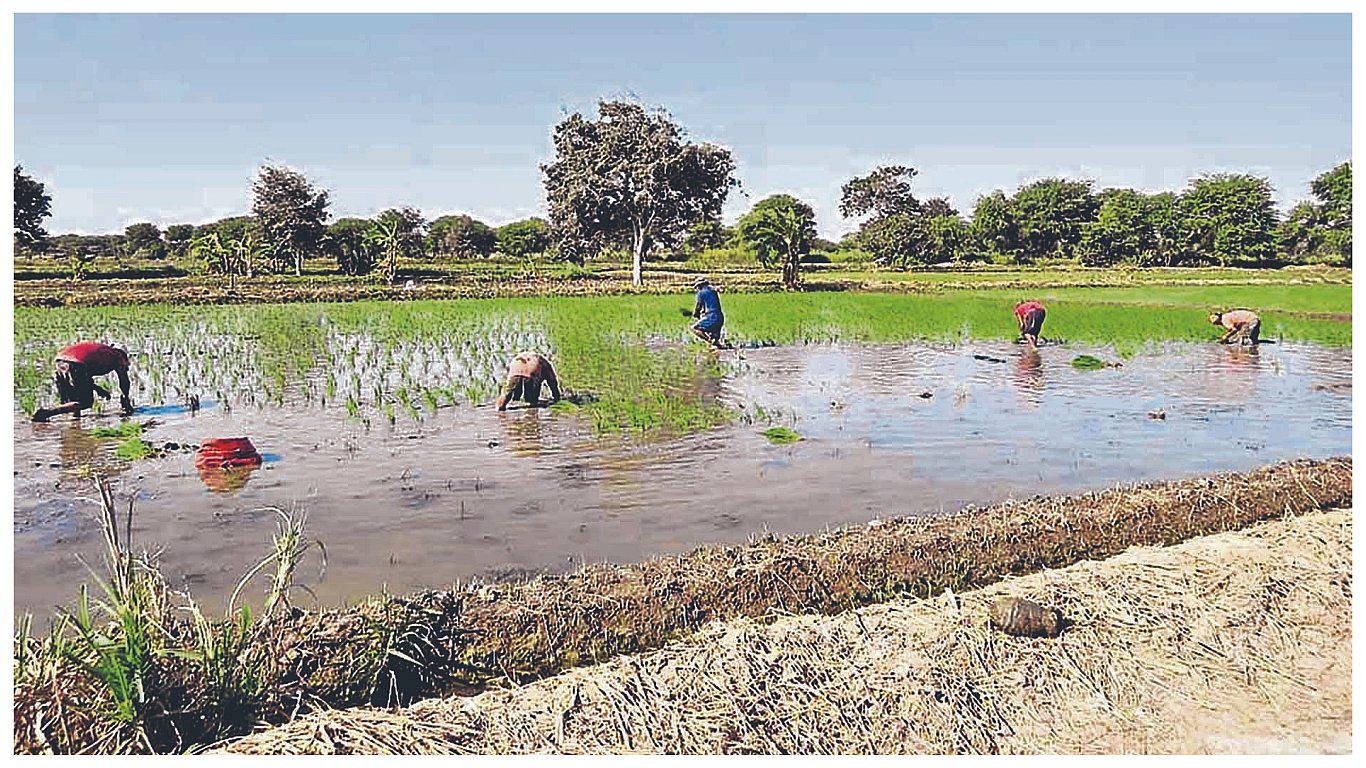 Falta inversión y canales de riego para impulsar producción del valle